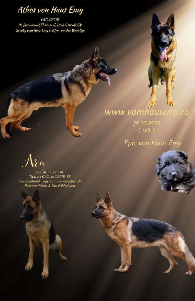 Tablou de montă ciobanesc german — Athos von Haus Emy, 02.09.2022