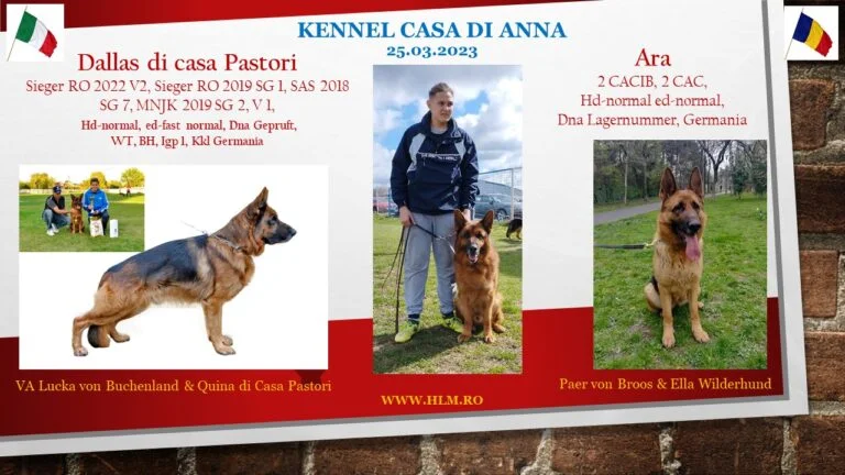Tablou de montă ciobanesc german — Dallas di Casa Pastori, 26.03.2023