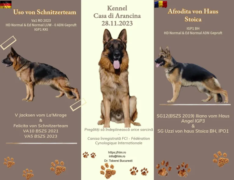 Tablou de montă ciobanesc german — Uso von Schnizerteam, 30.09.2023